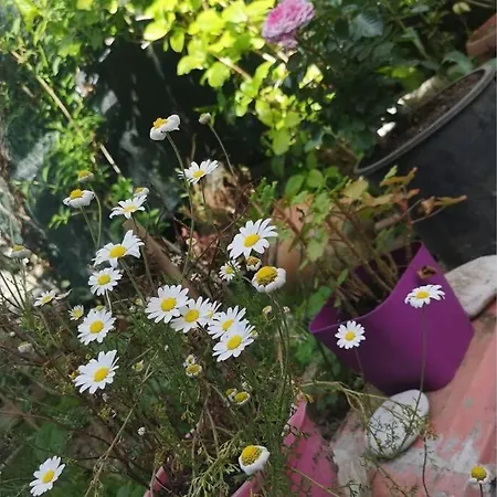 Bosphorus Botanical House, Garden Floor House.. Istanbul