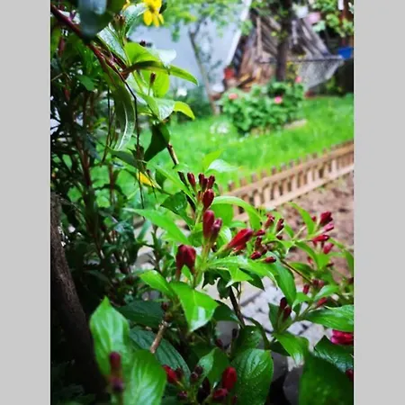 Bosphorus Botanical House, Garden Floor House.. Istanbul