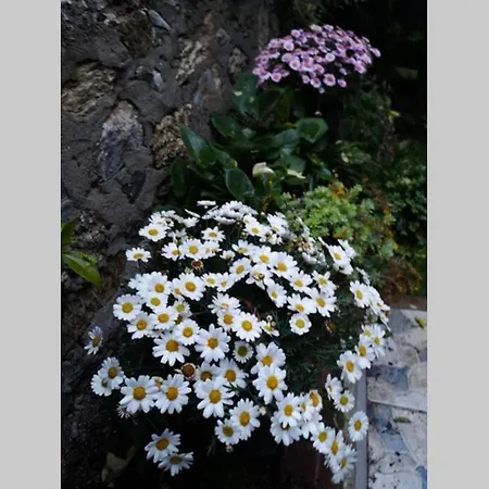 Bosphorus Botanical House, Garden Floor House.. * Estambul