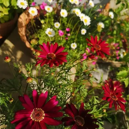 Bosphorus Botanical House, Garden Floor House.. Holiday home