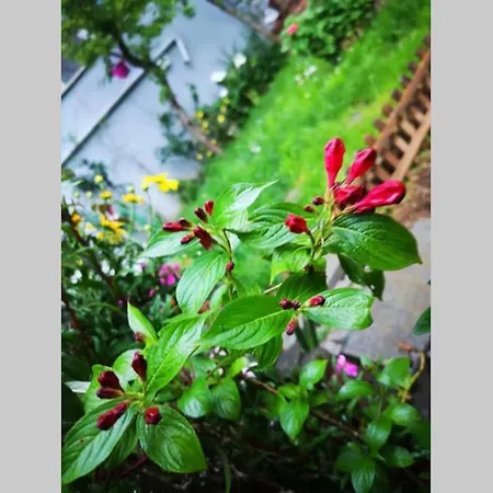 Bosphorus Botanical House, Garden Floor House.. Сasa de vacaciones *