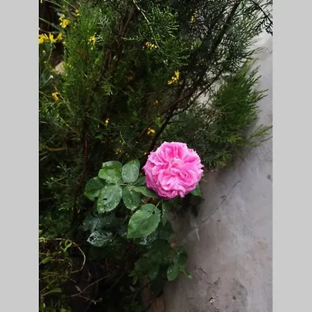 Bosphorus Botanical House, Garden Floor House..
